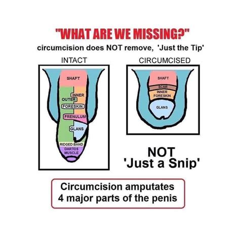 cock image|Circumcision Picture and Photo Gallery